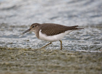 Common Sandpiper