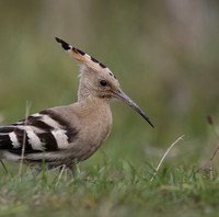 Hoopoe 2013