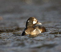 Harlequin Duck