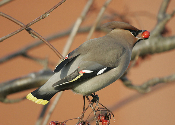 Waxwing