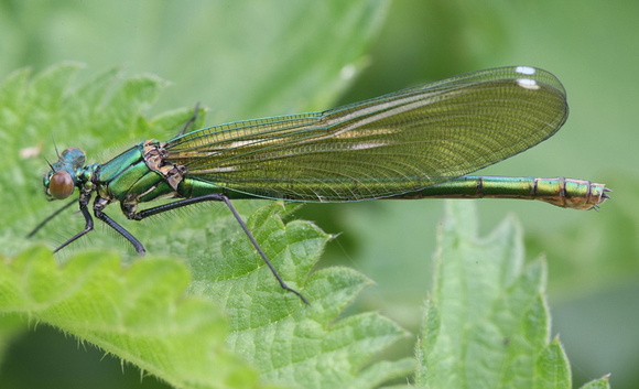 Banded Demoiselle