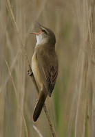 Great Reed Warbler