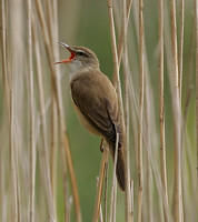 Great Reed Warbler