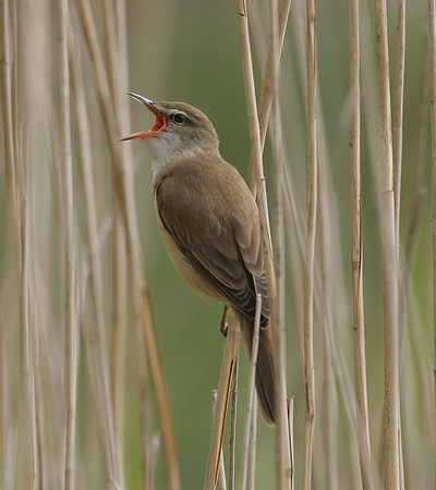 Great Reed Warbler