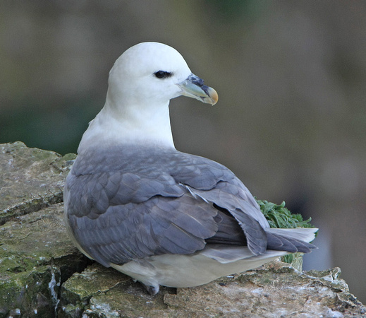Fulmar