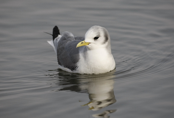 Kittiwake