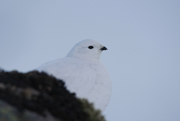 Ptarmigan
