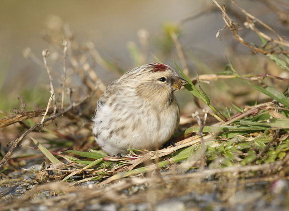 Hornemann's Arctic Redpoll