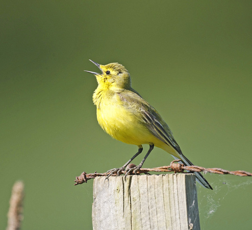 Yellow Wagtail