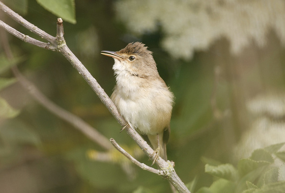 Reed Warbler