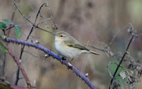 Siberian Chiffchaff