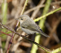 Siberian Chiffchaff 2015