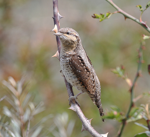 Wryneck
