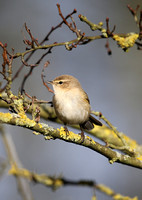 Siberian Chiffchaff