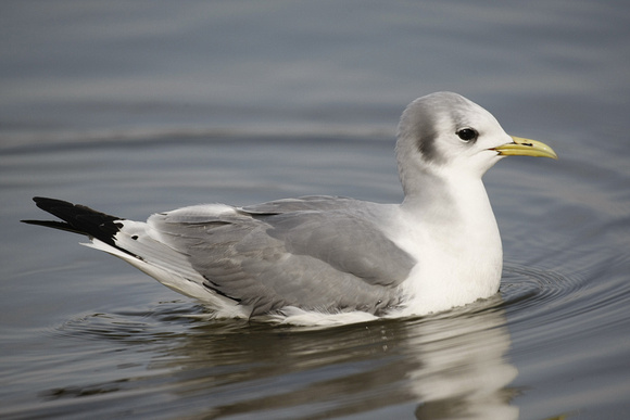 Kittiwake