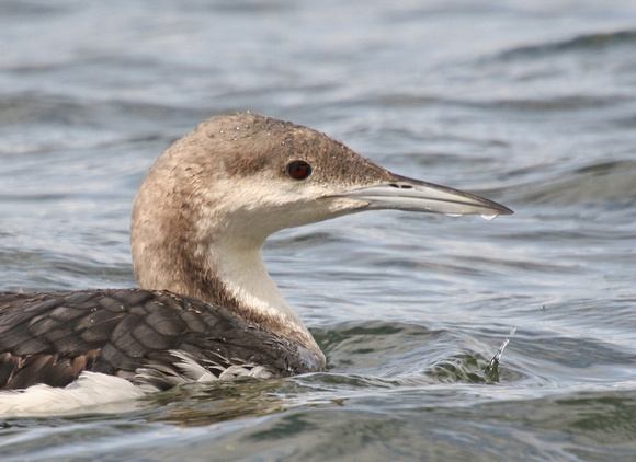 Black-throated Diver