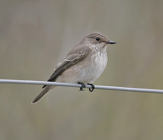 Spotted Flycatcher