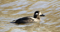 Velvet Scoter