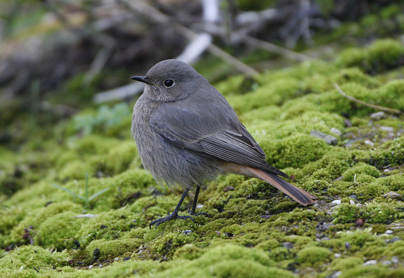 Black Redstart