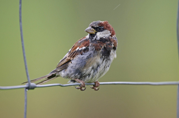House x Tree Sparrow