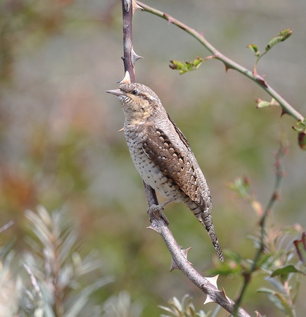 Wryneck