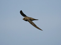 Alpine Swift