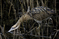 Bittern