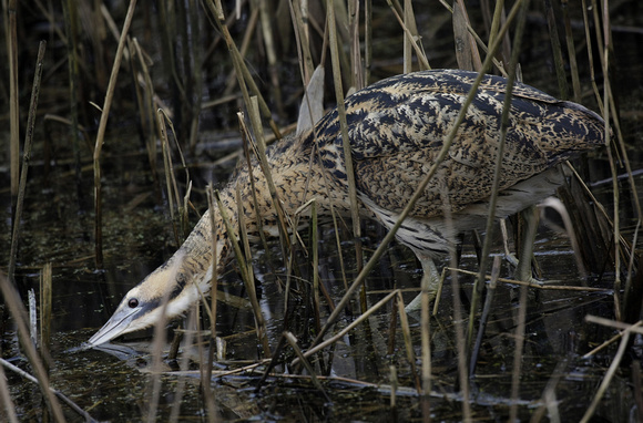 Bittern