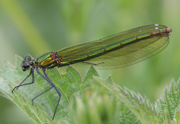 Banded Demoiselle