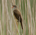 Great Reed Warbler