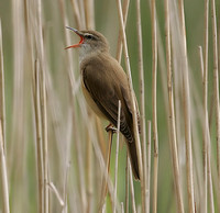 Great Reed Warbler