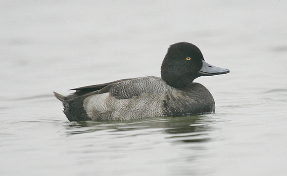Lesser Scaup