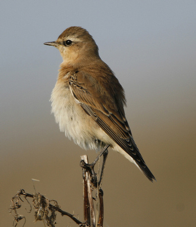 Northern Wheatear