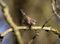 Siberian Chiffchaff