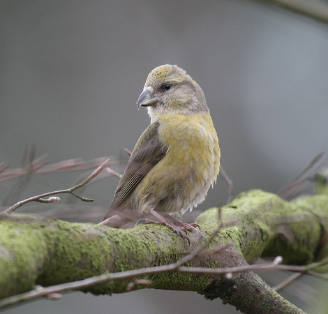 Common Crossbill