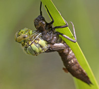 Southern Hawker