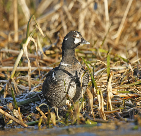 Harlequin Duck