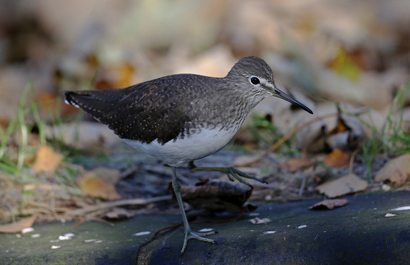 Green Sandpiper