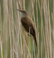 Great Reed Warbler