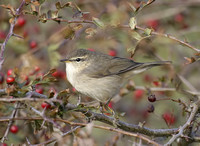 Dusky Warbler