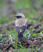 Desert Wheatear