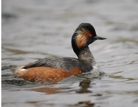 Black-necked Grebe