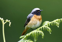 Common Redstart