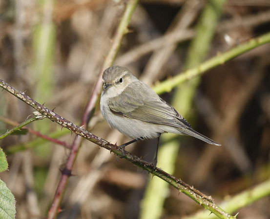 Siberian Chiffchaff