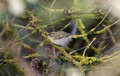 Hume's Leaf Warbler