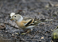 Brambling