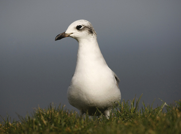 Mediterranean Gull