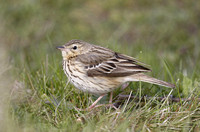 Tree Pipit