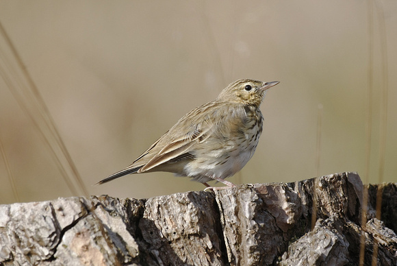 Tree Pipit