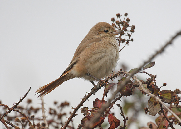 Isabelline (Daurian) Shrike